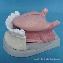 Tooth Anatomy Model with Tongue for Demonstration (R080116)